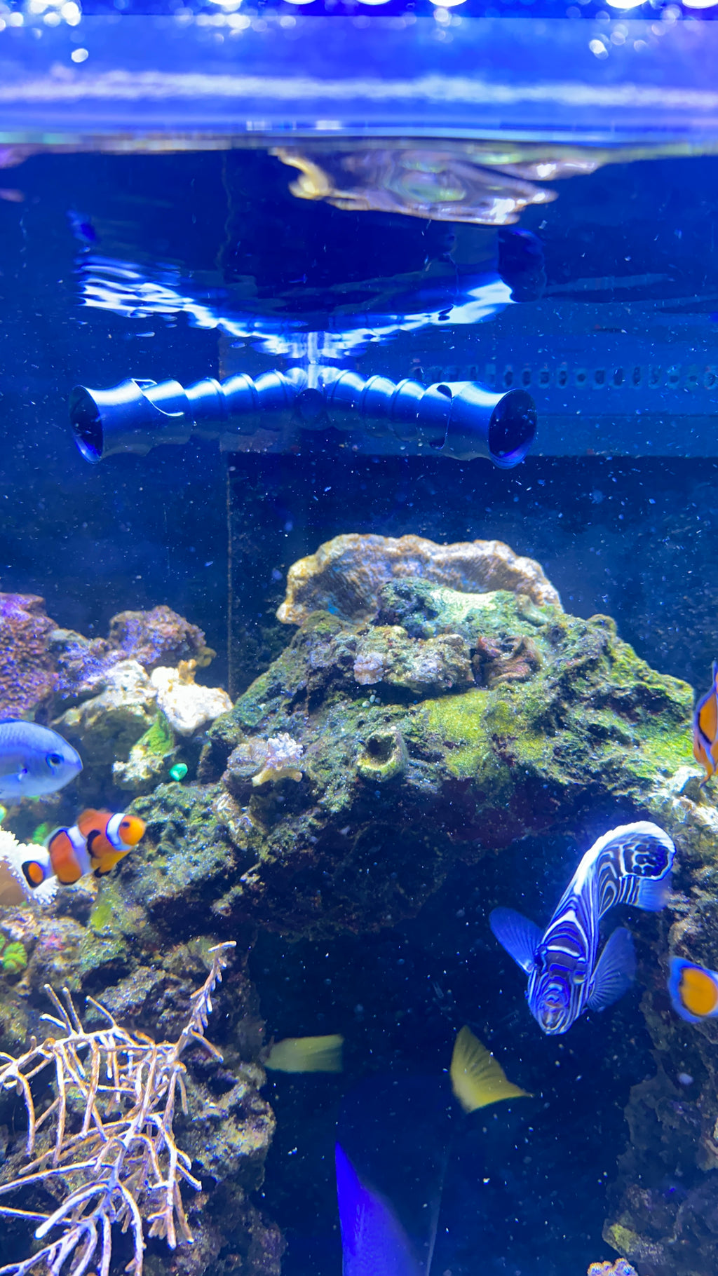 Buse de refoulement double pour aquarium